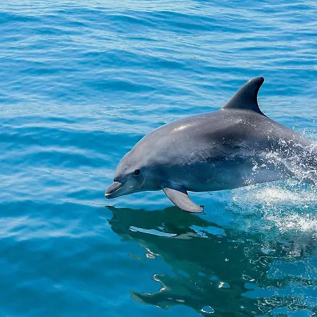 V3, Jardins Branqueira6 Near Beach, * Albufeira