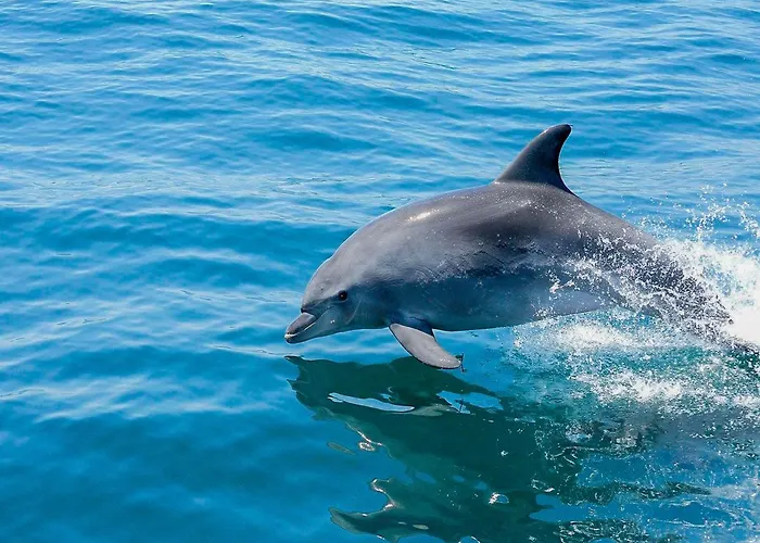 V3, Jardins Branqueira6 Near Beach, * Albufeira